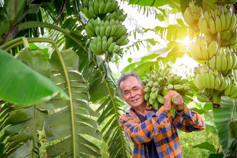 Asian,Elderly,Male,Farmer,Smiling,Happily,Holding,Unripe,Bananas,And